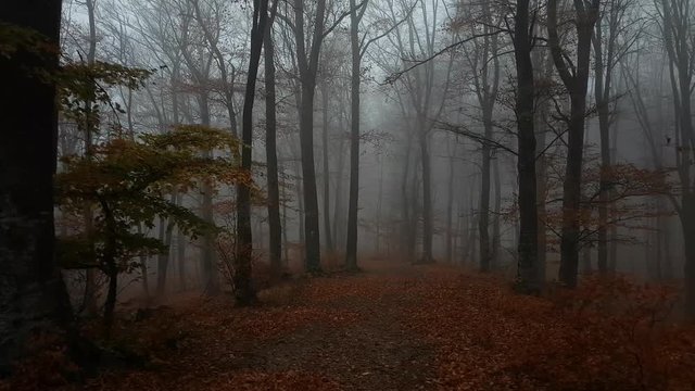 Walking on the trail inside foggy dark forest during moody autumn day. Cold morning in the woods. Red leaves on the ground