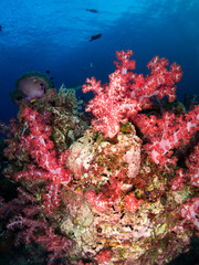 coral under the sea