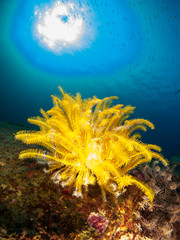 coral under the sea