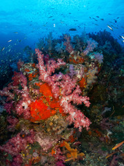 Obraz na płótnie Canvas coral under the sea