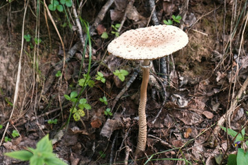 Big white fly agaric in the woods. Close-up.