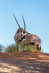 Gemsbok, or South African oryx (Oryx gazella) feeding in Sossusvlei dunes, Namibia.