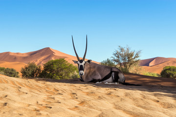 Gemsbok, or South African oryx (Oryx gazella) resting on the sand in Sossusvlei dunes, Namibia.