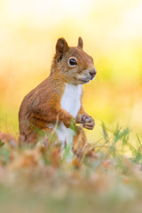 Eichhörnchen - Sciurus vulgaris