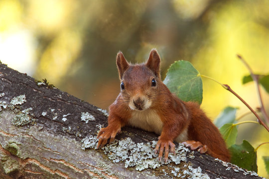 Red Squirrel - Sciurus vulgaris