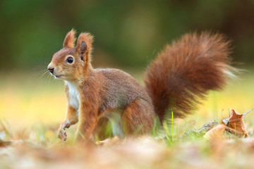 Red Squirrel - Sciurus vulgaris