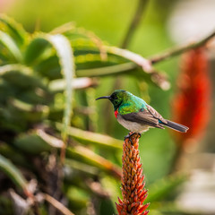 Naklejka premium Southern Double-collared Sunbird (Cinnyris chalybeus) perched on aloe flower