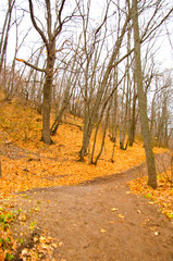 Autumn forest fallen leaves and bare trees, path
