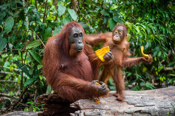 Mother orangutan and cub. Bornean orangutan (Pongo  pygmaeus wurmbii) in the wild nature. Rainforest of Island Borneo. Indonesia. © Uryadnikov Sergey