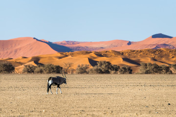 Adult Oryx antelope standing against red Sossusvlei dune. Namib Naukluft national park, Namibia.