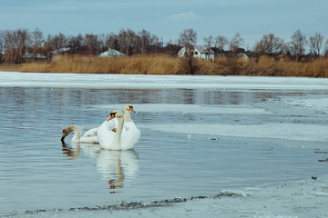 lot of swans on the lake