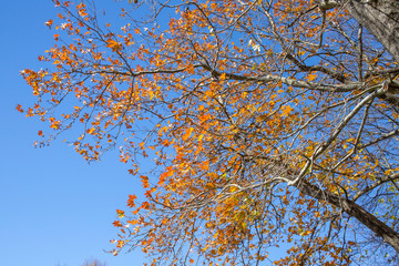 Branches of plane tree with red and brown autumn leaves against a background of sky