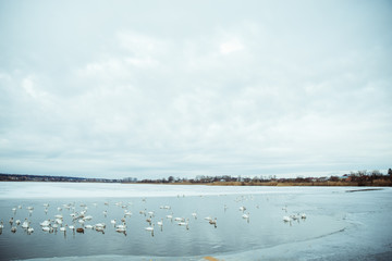 Fototapeta na wymiar lot of swans on the lake
