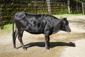 black cattle