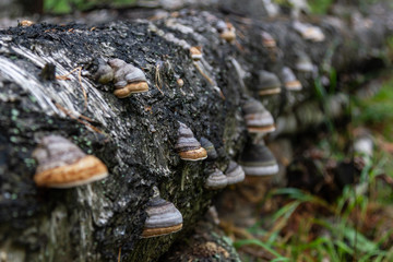 Fototapeta na wymiar parasite mushrooms on a tree trunk in the forest near the Talc stone quarry in the Sverdlovsk region