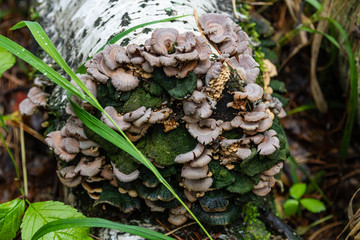parasite mushrooms on a tree trunk in the forest near the Talc stone quarry in the Sverdlovsk region