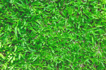 Green lawn for background, Green grass texture background.