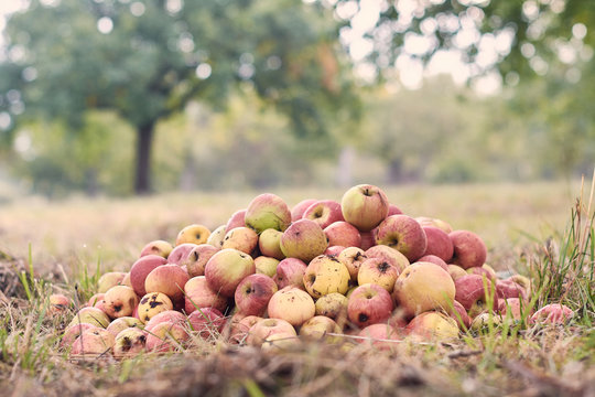 Streuobst &Auml;pfel liegen auf dem Boden mit Apfelbaum