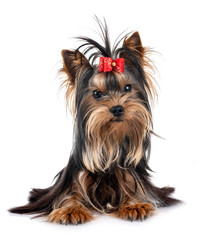 young yorkshire terrier