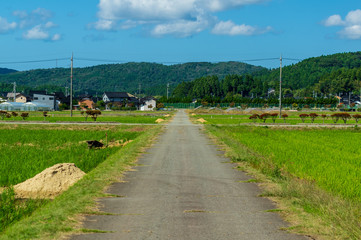 Fototapeta na wymiar 能登中島町