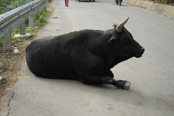black cattle