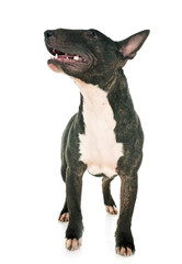 miniature bull terrier