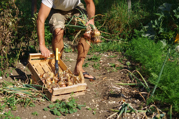 récolte d'oignons au potager