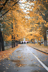 Autumn rain in the park