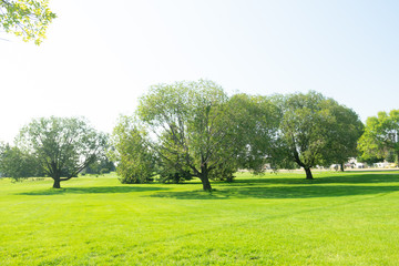 Trees in a park during bright summer day
