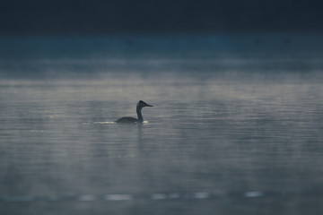 Haubentaucher auf einem nebligen See