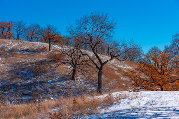 Beautiful winter landscape, background - trees with autumn orange leaves on the mountainside and fresh snow