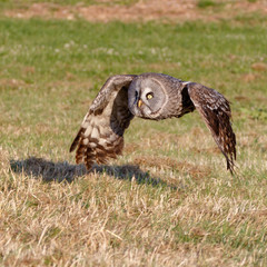 Birds of Prey Centre