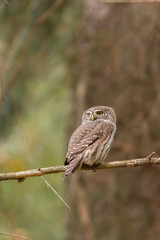 Owls - Pygmy Owl (Glaucidium passerinum)