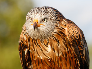 Birds of Prey Centre