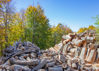 Sawn tree trunks of different sizes laying in pile against a background of blue sky and trees with autumn foliage