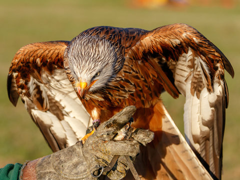Birds of Prey Centre
