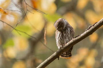 Owls - Pygmy Owl (Glaucidium passerinum)
