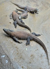 Komodo Dragons lie on the ground under tropical heavy rain. Rinca Island. Indonesia