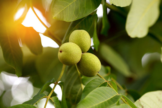 Greek walnut fresh on a tree