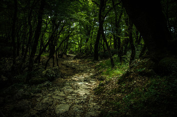 Stone path in dense thick green forest, Monastery Ostrog, Montenegro