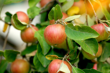 Organic apples hanging from a tree branch in an apple orchard