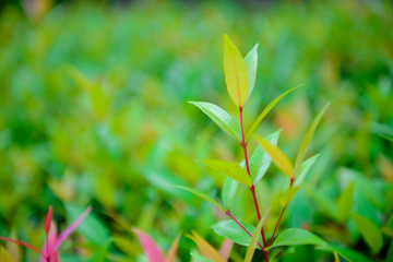 Green leaf on blurred background in garden with copy space