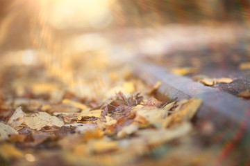 Autumn Park man walking along a path foliage