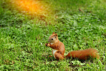 red squirrel with a lawn mower and a peanut