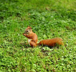 A cute Grey Squirrel (Scirius carolinensis) sitting on a log eating a nut.