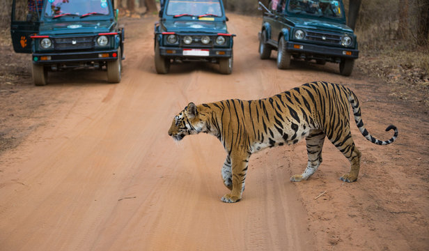 The Bengal Tiger