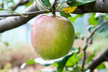 Close-up of green apples