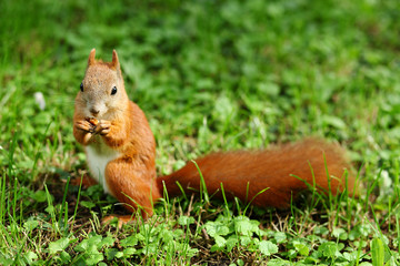 Cut a squirrel on a green lawn