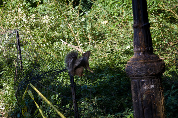 Squirrel and lamppost