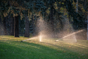 Automatic sprinkler watering in the garden